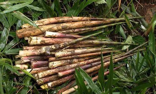 笋是什么季节种的 ad54c90d6f6b4e4ca146ab44468ed4be.jpeg