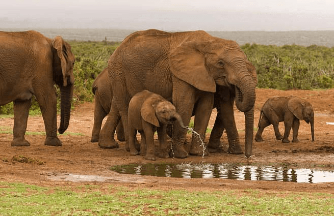 南非旅游,不能错过的地方!阿多大象国家公园体验野性之美？