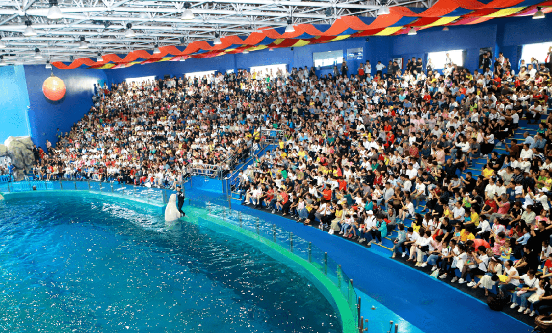 优美的海豚齐上阵表演了一场空前绝后的震撼演出威海神游海洋世界生活