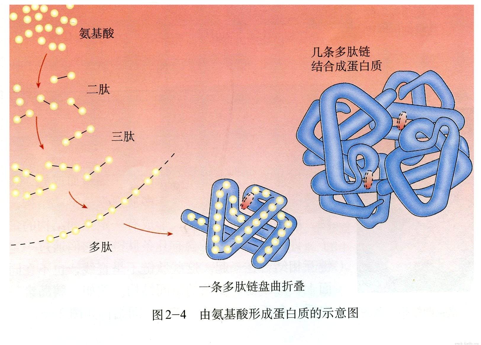 卫星细胞手绘图图片