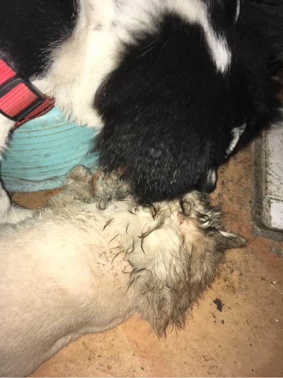 狗为啥吃东西就吐 b257233af04745e0a38ec34ae0a0a676.jpeg