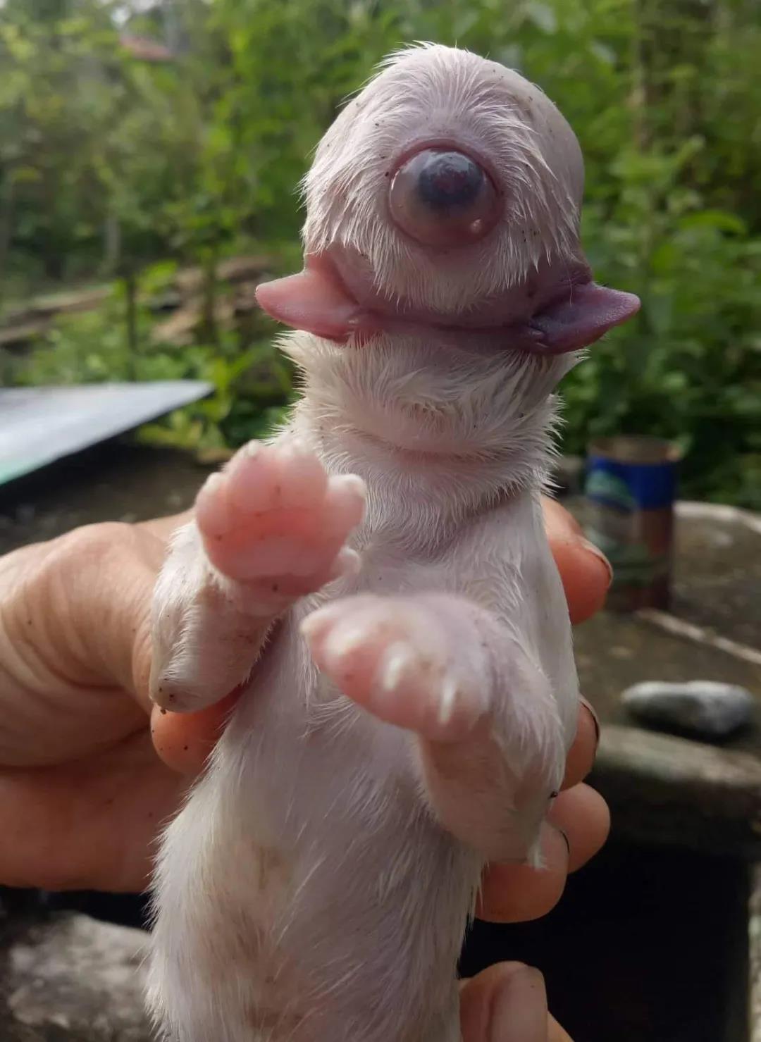 原创流浪狗生了个"独眼怪",还有两个舌头,被人称为外星狗