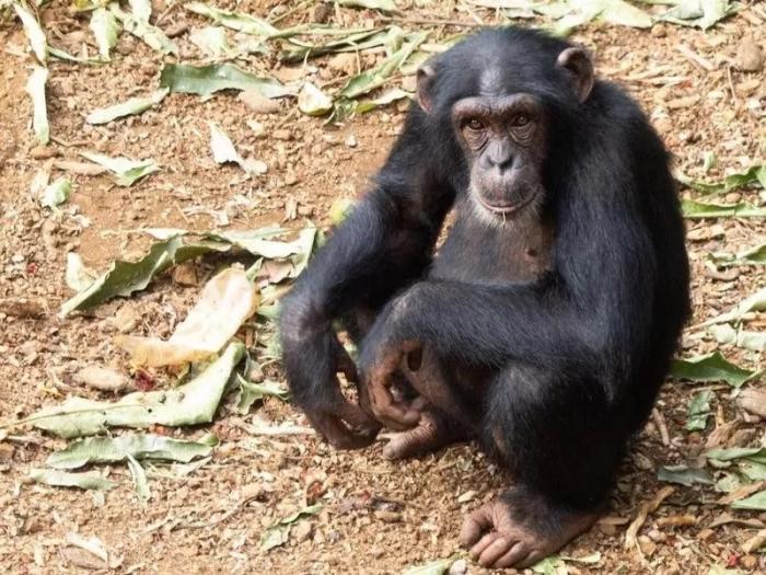 35种代表各国国家的动物这些国兽你都知道吗