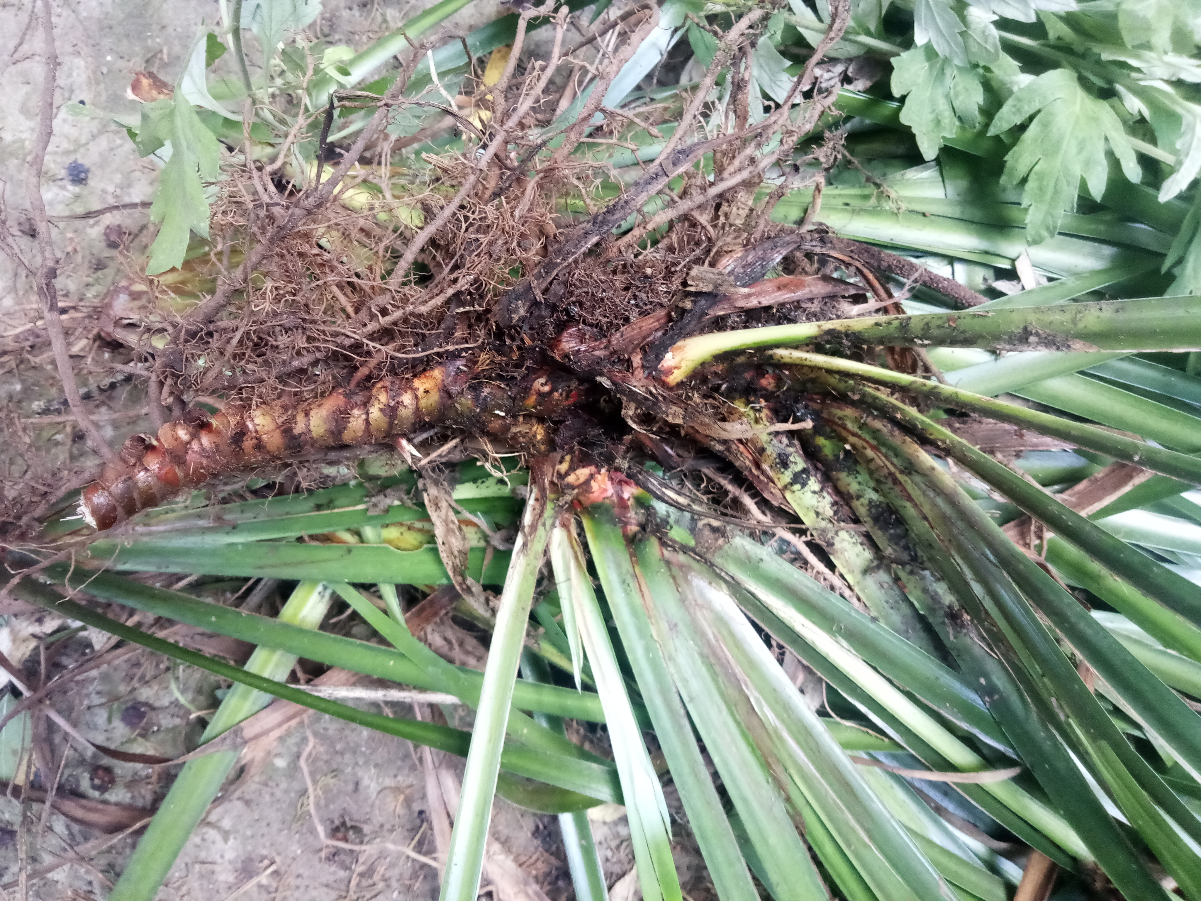 王建华医师王国栋医师采的菖蒲,菖蒲有和胃化湿,醒神开窍之功效