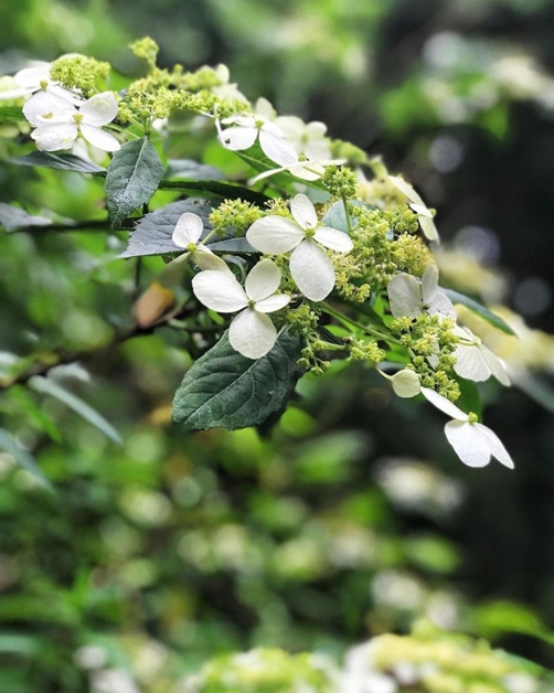 阳明山各大花季 花期和景点全攻略 海芋季就在3月 想拍美照先做功课 仰德