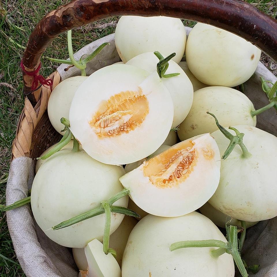 甜瓜界的扛把子阎良甜瓜