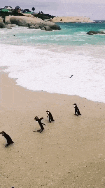 图片[1]-GIF搞笑段子：企鹅：你不要看我腿短，我跑起来也不快的。-妖次元