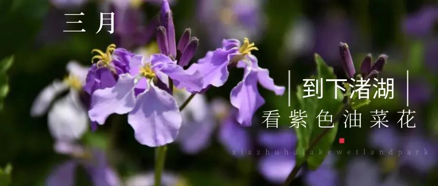三月 到下渚湖看紫色油菜花 花照春