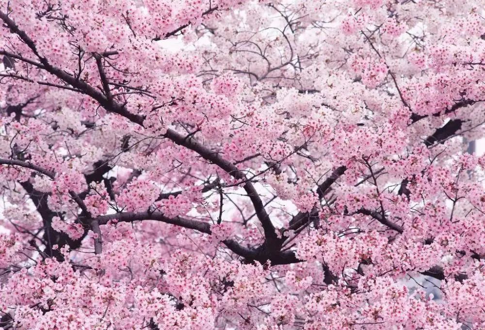 媲美武汉，胜过日本，贵州第一场浪漫樱花免费开放！