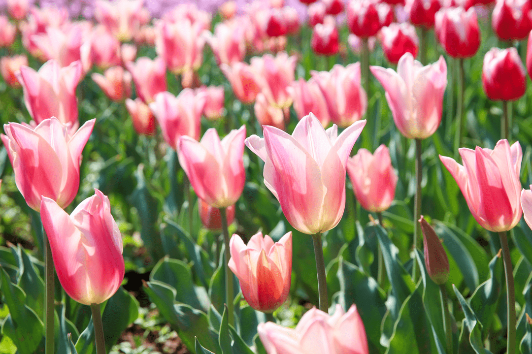 遂寧天福萬象花海3月6日即將開園!