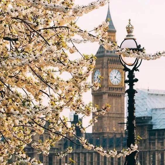 英国新冠肺炎感染人数急降，伦敦最美赏花季来了！