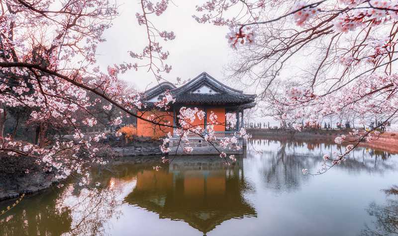不用去日本了！中国最美赏樱地早樱已盛开，终于等到了