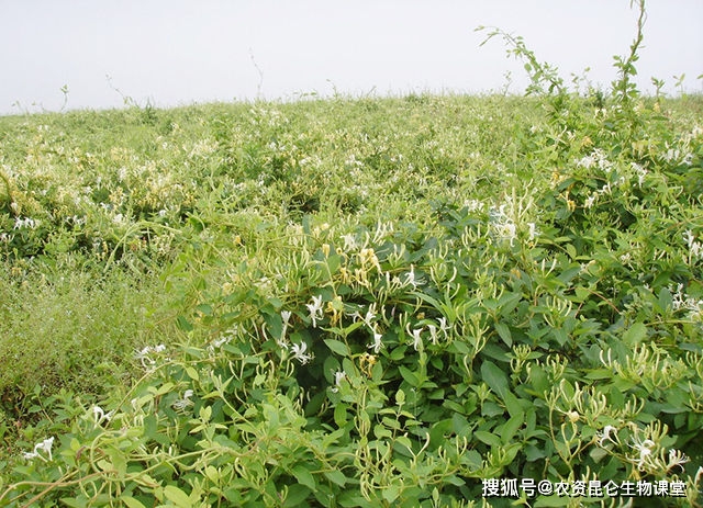 金銀花用什麼肥料增產?金銀花的施肥方法有哪些?