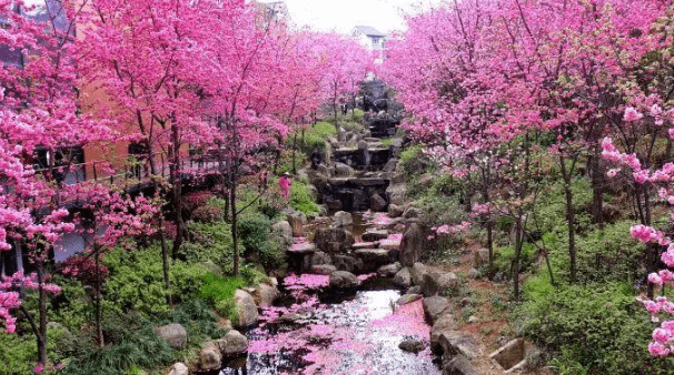 中国4大赏樱圣地，美得震撼，丝毫不输日本！