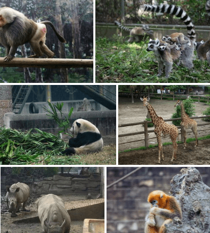 四川的成都动物园旅游攻略-成都动物园在哪里-成都旅游指南
