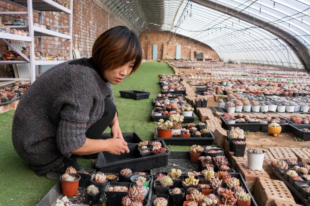 馬迎春在大棚裡照料多肉