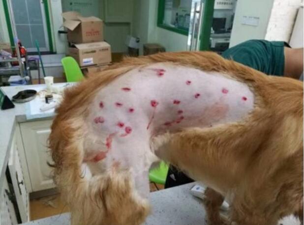 狗狗毛发粗糙 2c74921e567340039578a7e155237bc9.jpeg