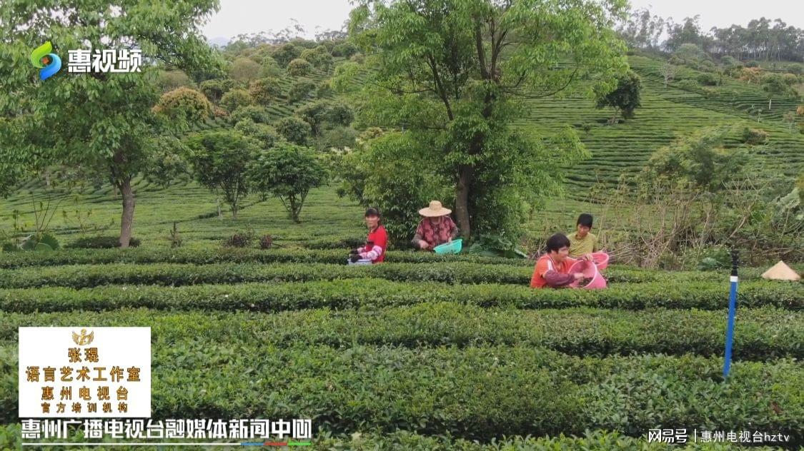 惠州:柏塘春茶满园香 茶农采摘忙