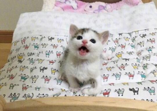 新来的小奶猫有点不安,家里两只花猫变身霸道总裁和超级奶爸,好幸福