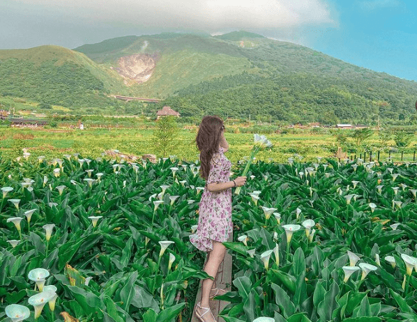 2021阳明山海芋季准备开跑 7家超美海芋田公开 洁白花海 白烟袅袅美如仙境 园区