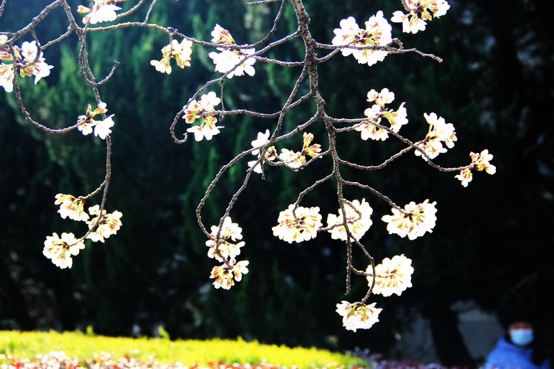 愿世界都像武汉大学樱花一样灿烂