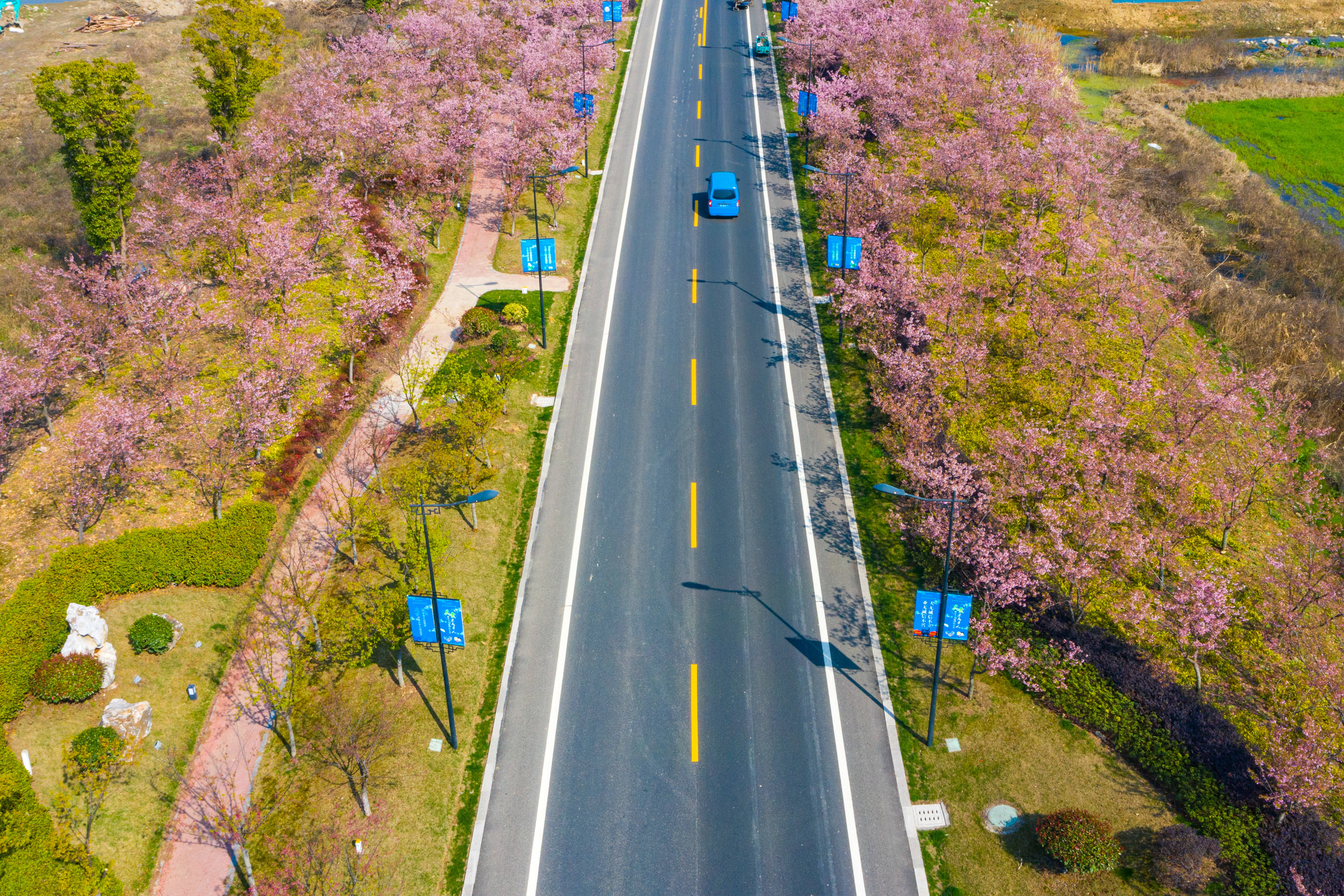 北京樱花大道图片