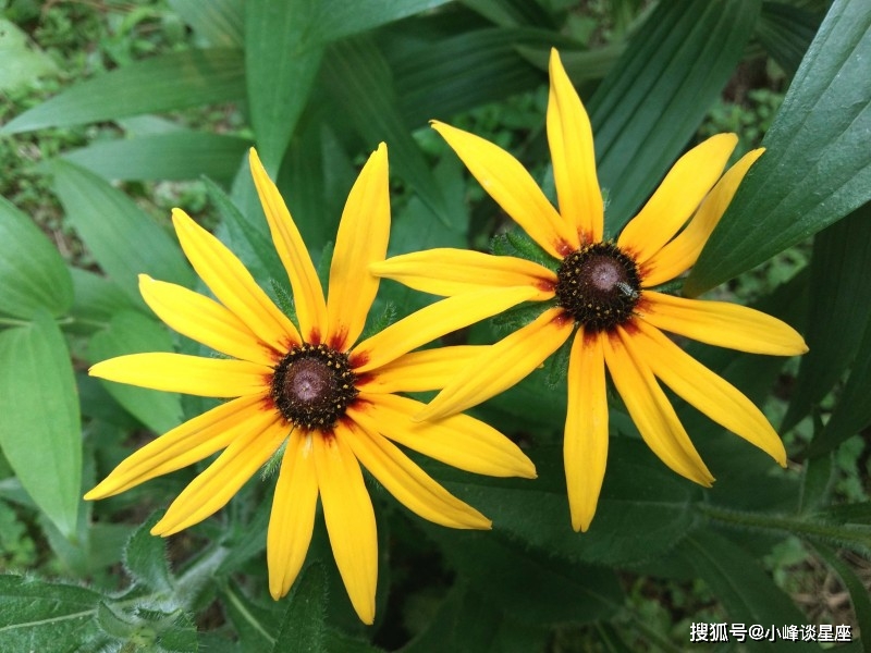 3月6日开始 喜事成双 事业一飞冲天 财运旺盛的四大生肖 宫有