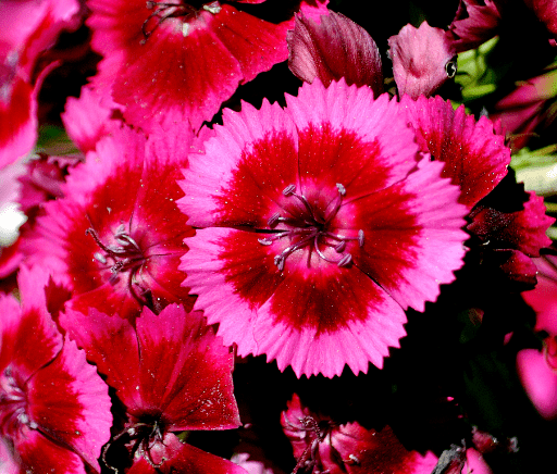 锦花什么月成语_草什么花什么成语(2)