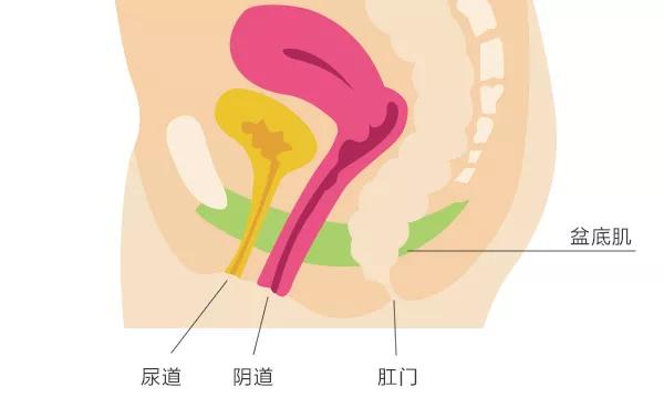 和两侧的坐骨就是四根柱子,帐篷顶上有3根管子,从前到后依次是尿道