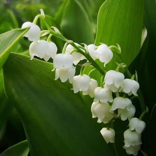 大自然中摇曳的白色精灵优雅的花舞者