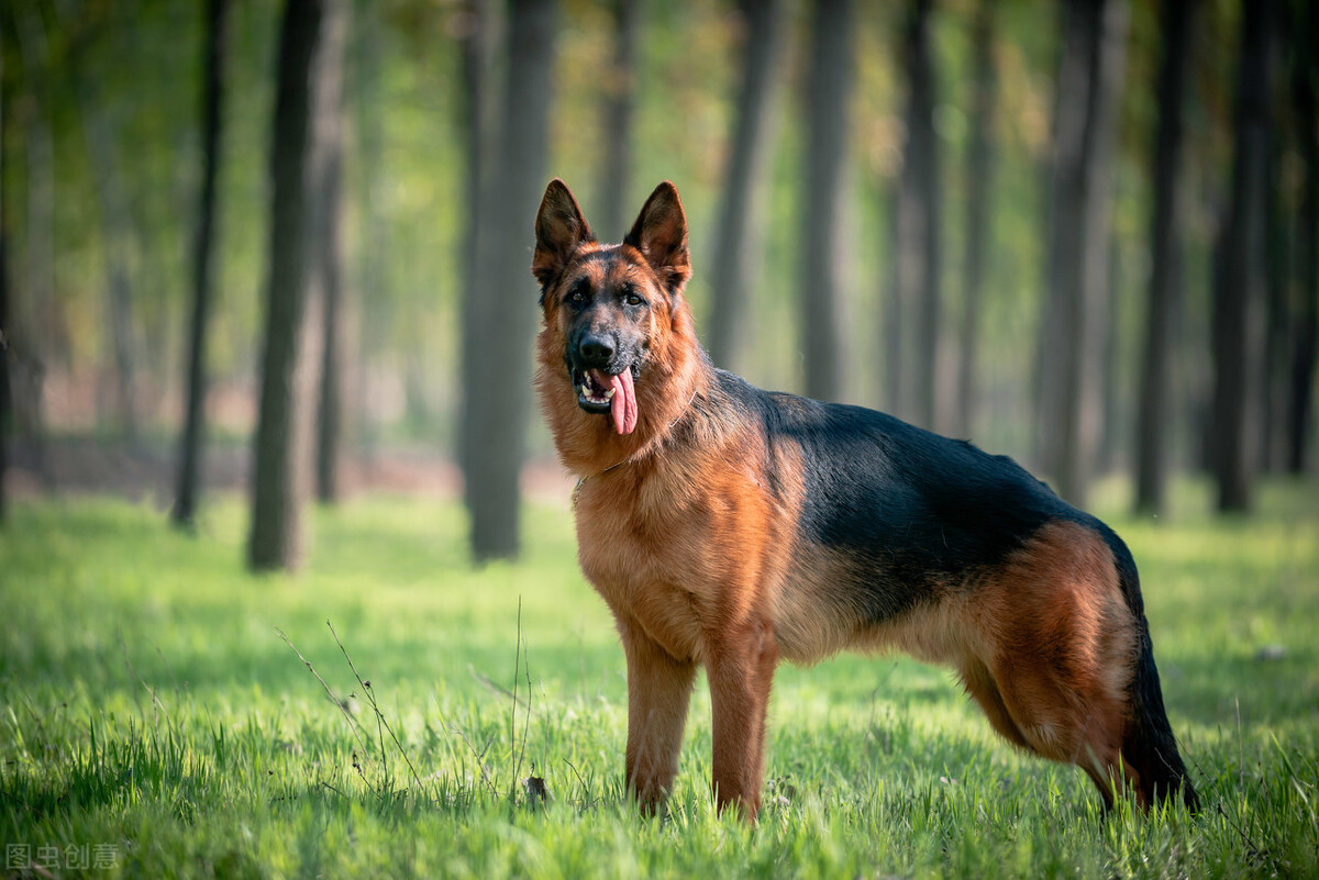 养的人超多,而贵宾犬其实是法国的土狗,是水猎犬,性格聪明开朗,容易