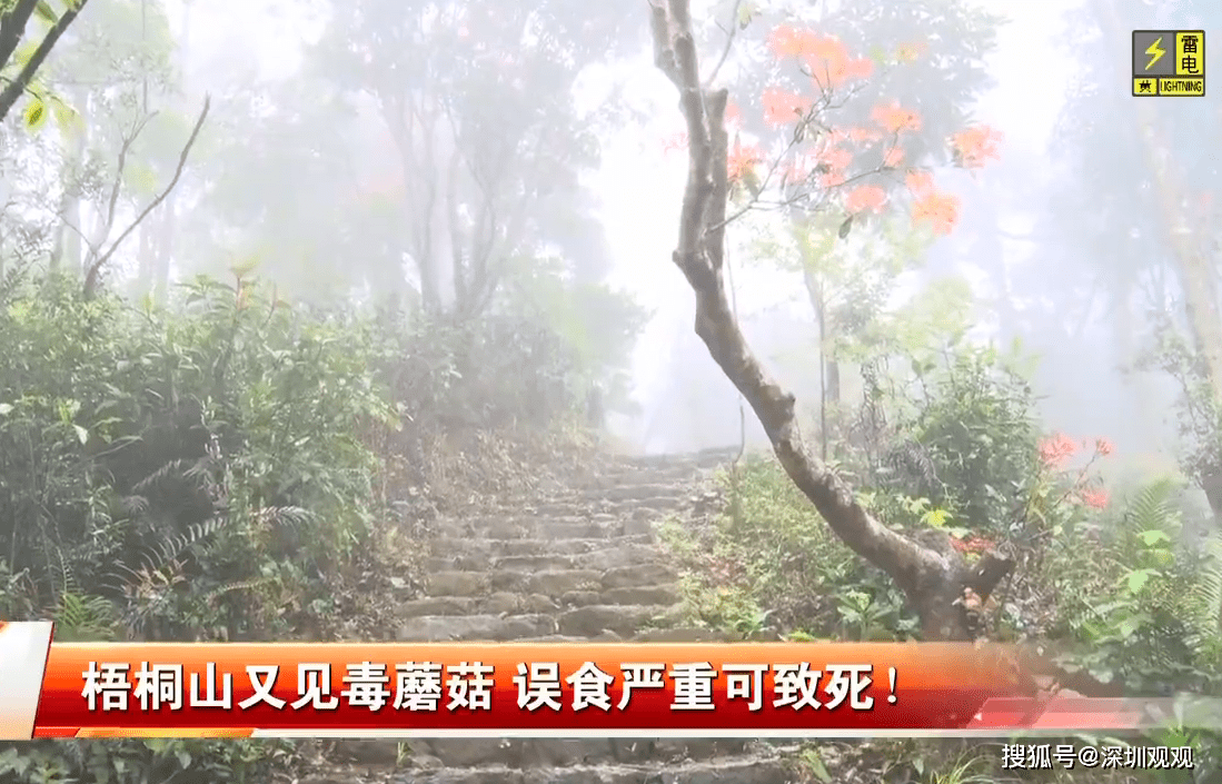 毒物出现！深圳紧急发布“通缉令”：全市公园搜山排查！