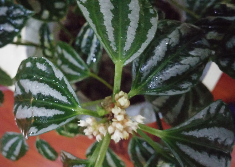 此花名为西瓜皮叶纹斑驳如西瓜养在家里好看还净化空气