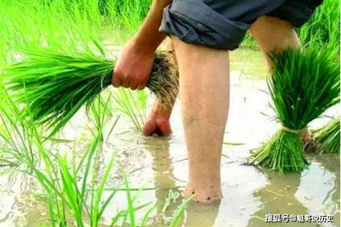 有福之人两腿毛 无福之人毛两腿 什么意思 老祖宗的观人术 阶层