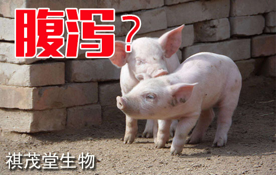 春季多发仔猪流行性腹泻和传染性胃肠炎怎么办?