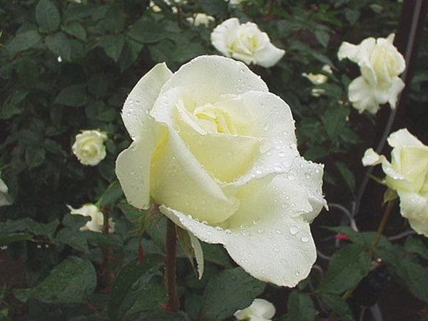 原创养花就养3种女神花周年开花不停花香四溢很适合盆栽观赏