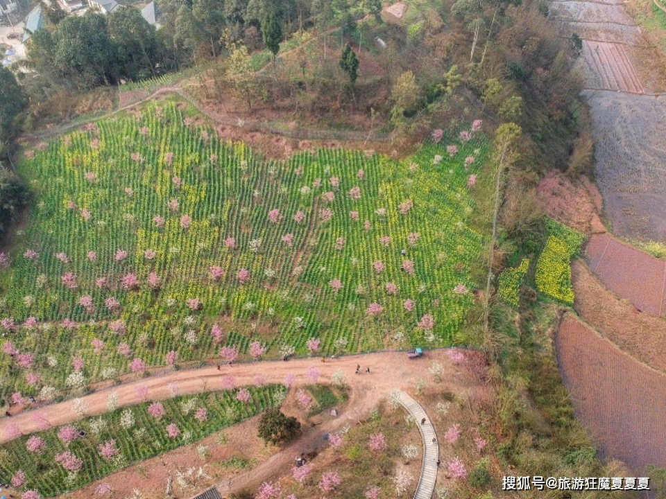 川南最大的樱花谷，万余株樱花竞相开放，好多泸州本地人都不知晓