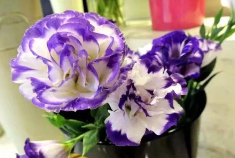 开花最香的花 家里养一盆 好养又漂亮 一开就是300多天 花朵