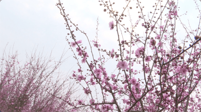 春日美景：红梅花开 香气满园沁心脾