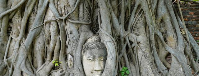 福建一千年古树，巴掌大的洞口里面却藏着一尊“佛像”，至今不知其来源