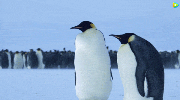 帝企鹅爸爸:媳妇,去吧,去把自己吃胖点,孩子我来孵,等你回来就能见到