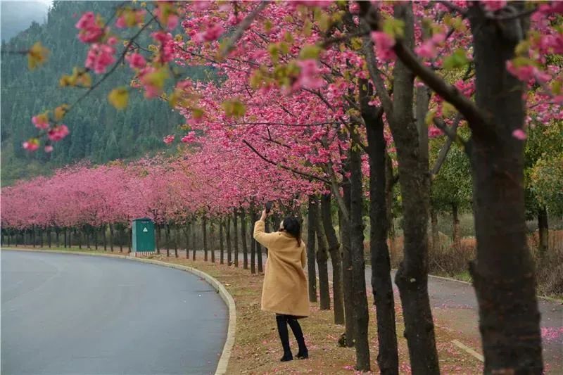 美！贵州这条大道樱花烂漫，如云似霞