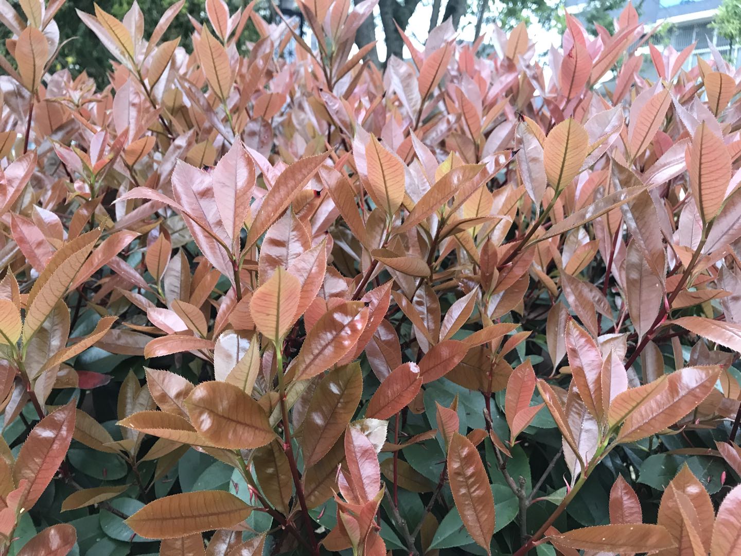咖啡色的红杏木-搜狐大视野-搜狐新闻