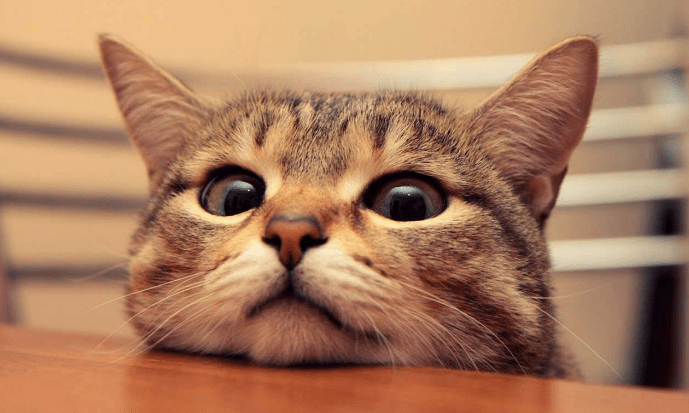 猫自己来家好吗 fdb9c07b58394ffb99dd2696192952a6.png