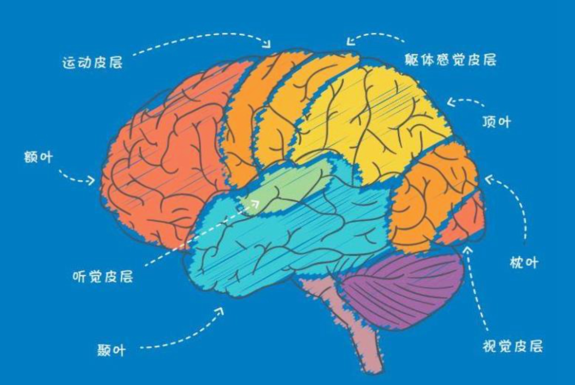 penfield医师又发现:手指和手掌占据了运动皮层的1/3,以及感觉皮层的1