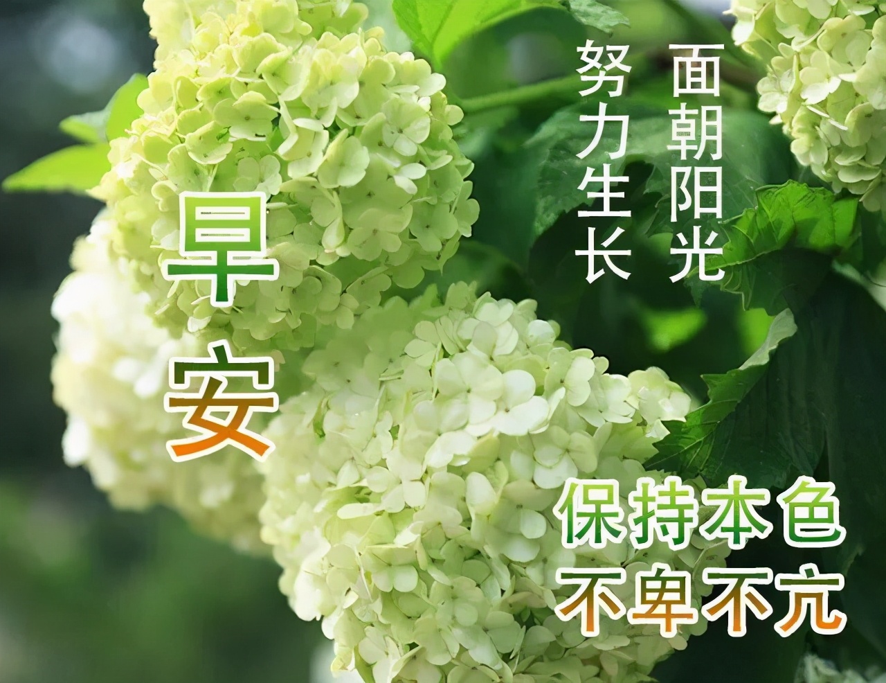 原創早上好問候語圖片表情大全早晨好陽光祝福句子