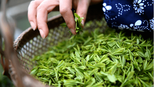 茶产业助推乡村振兴，让她从穷山窝变身“金银窝”！