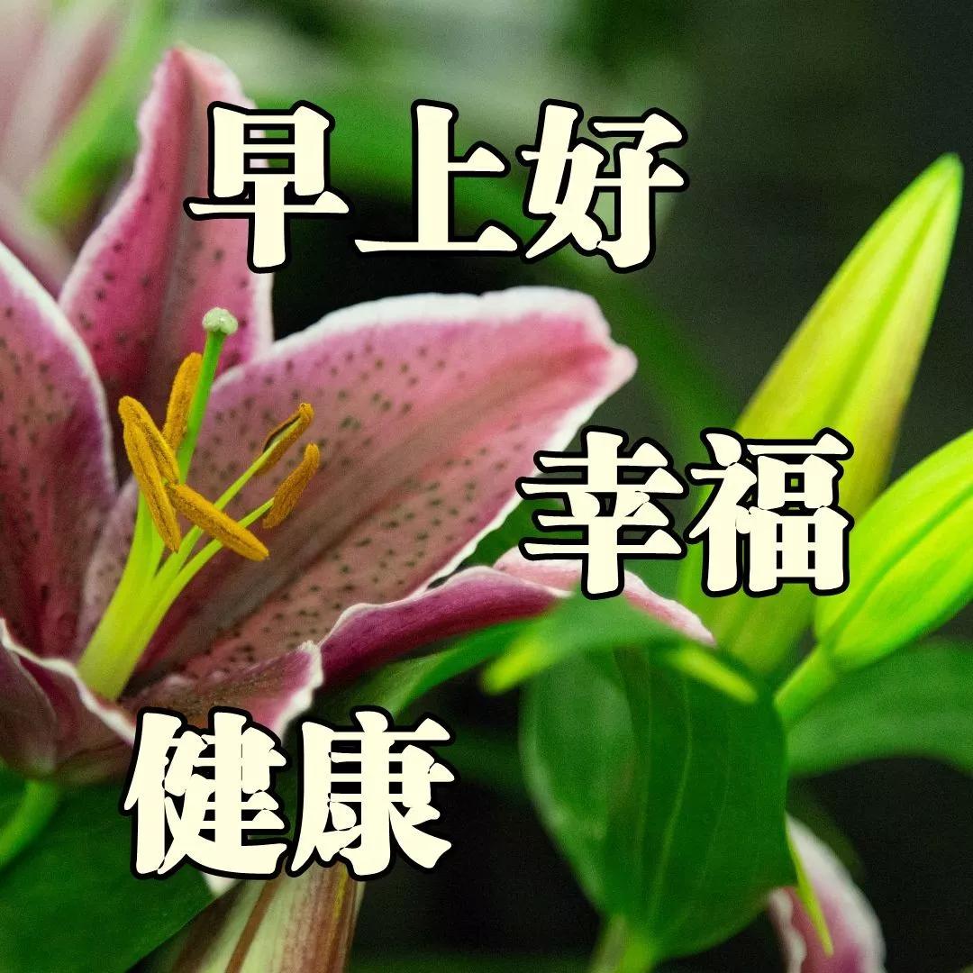 原创祝福大家早上好动态图片早安句子早安问候图片大全
