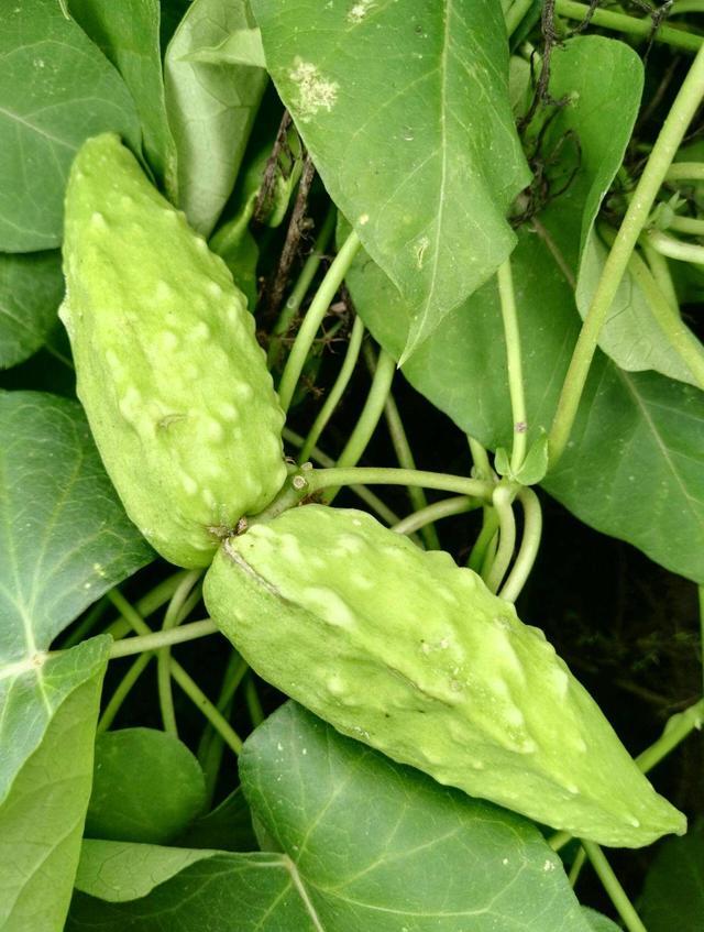 乡下一种野草,果子能出汁水,价值高叫羊奶瓜