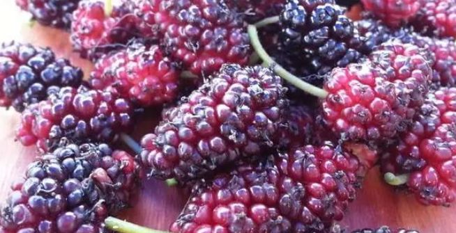 原创桑葚虽好吃可是不能贪嘴哦尤其是以下人群为了家里人快了解